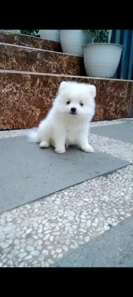 Anjing minipom white