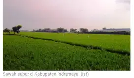 Sawah Pabean Udik Indramawyu