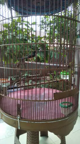 Jual burung murai betina