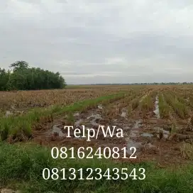 DIJUAL MURAH TANAH SAWAH, SHM LOKASI STRATEGIS DI SUKAKARYA KAB BEKASI