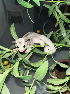 Sugar glider mozaik betina murah