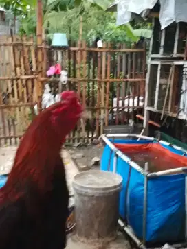 Jual ayam bangkok selatan siap rawat