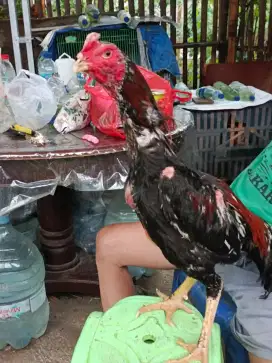 Jyal ayam bangkok klasik siap rawat