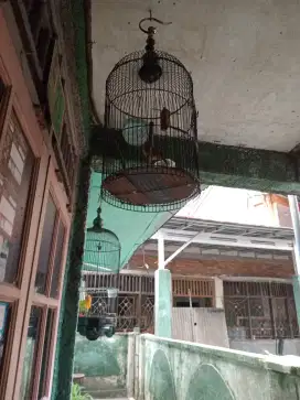 Di jual burung flamboyan dah bunyi..nyuling.nyerecet.nyiul..