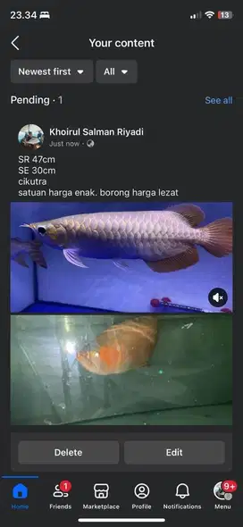 Super Red Arowana 47cm & 30cm