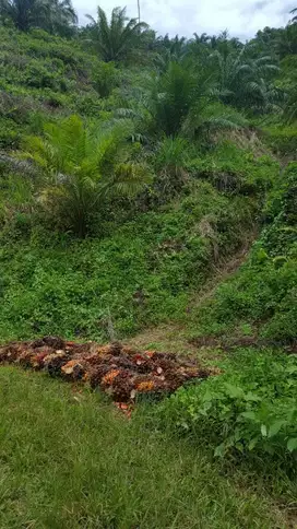 KEBUN SAWIT DI LABUHAN BATU UTARA 500 HA