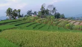 Tanah Untuk Villa dengan Sawah Terasering View Gunung Sekitar The Nice