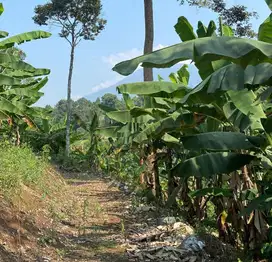 Jual Tanah di Pandeglang, 10 Menit Alun-Alun Pandeglang