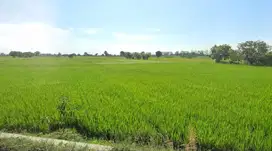 Jual tanah sawah strategis sarirejo lamongan murah