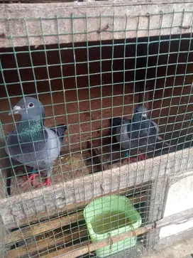 burung merpati pos dewasa indukan daerah bandung kota