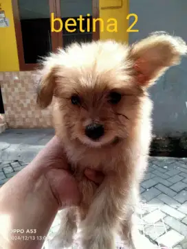 Anjing Maltesse mix Minipom betina