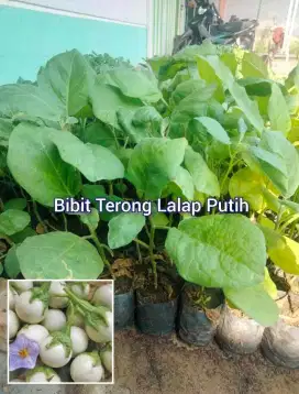 Bibit Terong Lalap Putih