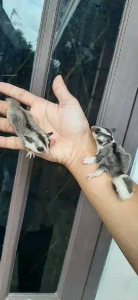 Sugar glider joey Low moza dan whiteface
 2ekor