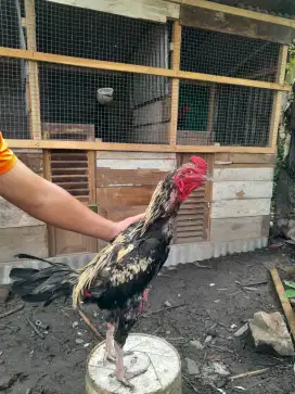 Jual Ayam jalak berkualitas