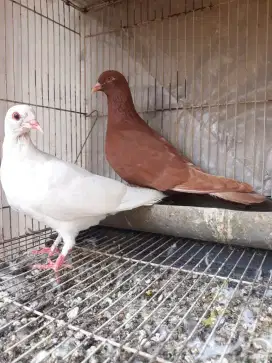 Burung merpati sepasang