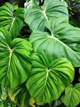 Tanaman hias Philodendron