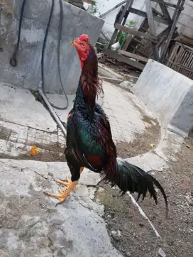 Ayam bangkok jantan