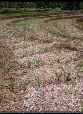 TANAH SAWAH DI JAWISARI LIMBANGAN