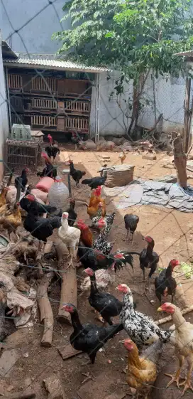 Ayam Kampung Hidup dan Segar