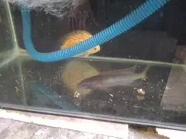 Cichlid Champso 14 cm