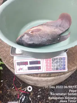 Ikan Gurame untuk Tahun Baru