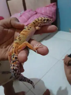 Gecko Tokek Bagus