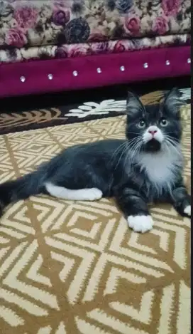 Kucing mainecoon