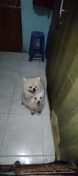 Minipom sepasang