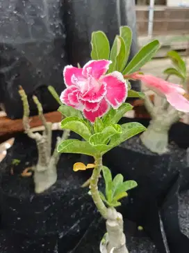 Adenium garden banjarmasin