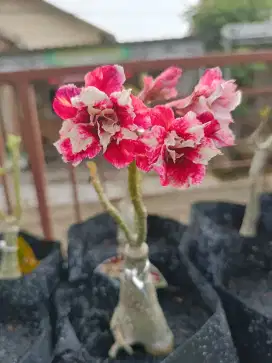 Adenium garden banjarmasin