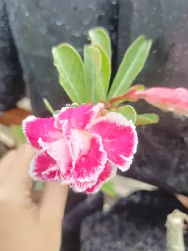 Adenium garden banjarmasin