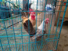 ayam kate sepasang