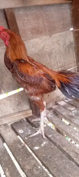 Bismillah jual ayam ayam pakhoy