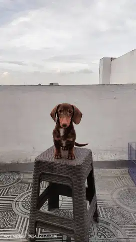 Anjing Dachsund / tekel jantan 5 bulan