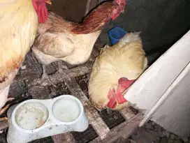 Jual ayam negeri dan kampung