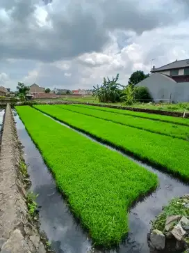 Dijual Tanah Cimencrang Gede Bage Dekat Masjid Al Jabbar