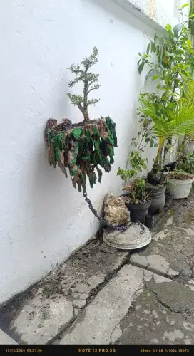 Di jual bonsai bonsai