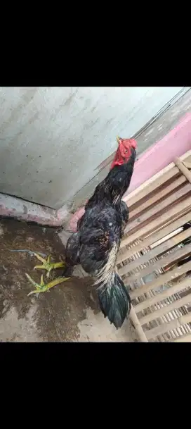 Ayam bk pakoy UM 6 bulan Tulangan kasar n panjang