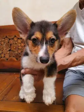 Anjing corgi betina stambum murah