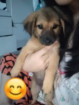 Anak anjing jantan dan betina umur 3 bulan