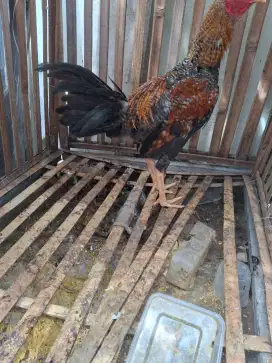 Ayam jago kampung