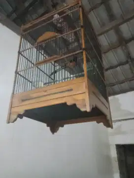 Burung Murai medan