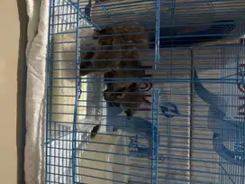 Dijual Sugar glider,Musang