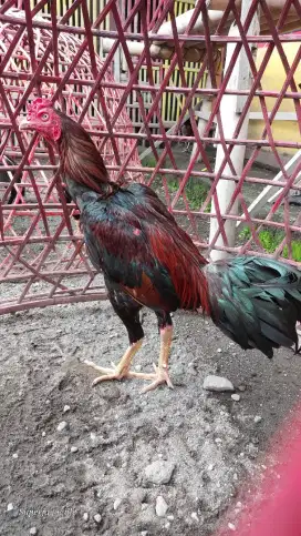 Ayam bangkok jogjakarta