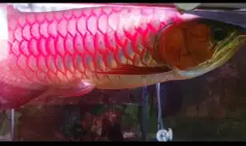Arwana Super Red asli Kalimantan