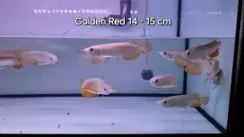 Arwana Golden Red 14 - 15cm