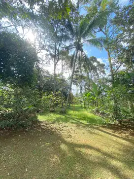 DIJUAL CEPAT LAHAN DAN RUMAH KEBUN DURIAN DAN BUAH2AN  MURAH DI CARIU