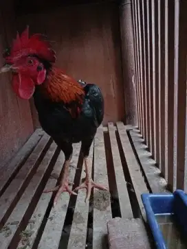 dijual ayam kampung