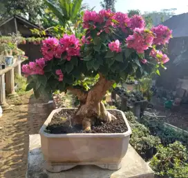 Bonsai Bougenville Singapore