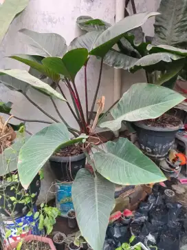 Tanaman pilo red congo, sudah besar